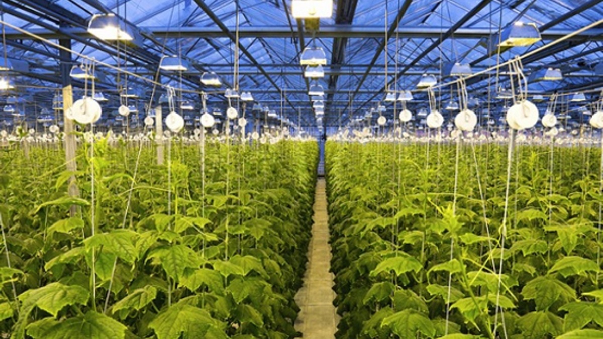 Фото: agropages.ru