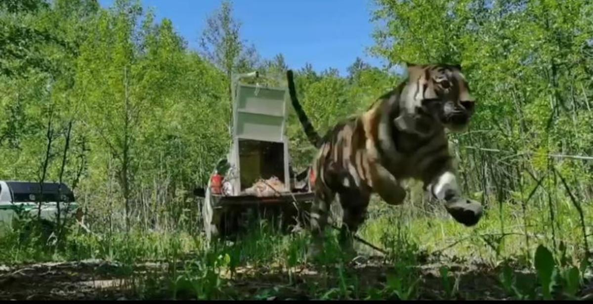 Фото: центр «Амурский тигр»