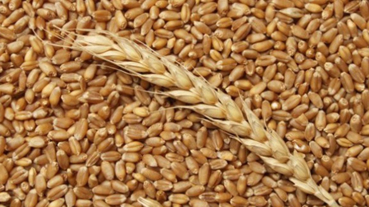 Фото: agroinfo.com
