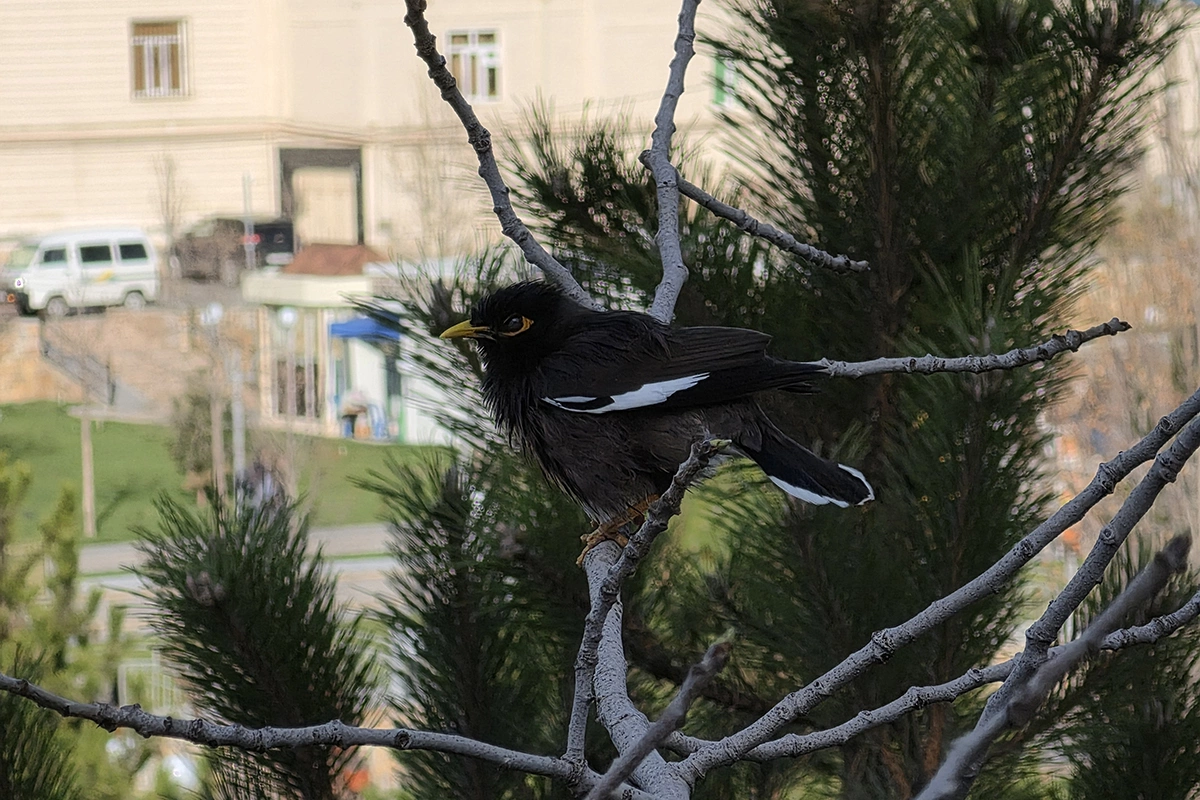 Пример фото с десятикратным приближением