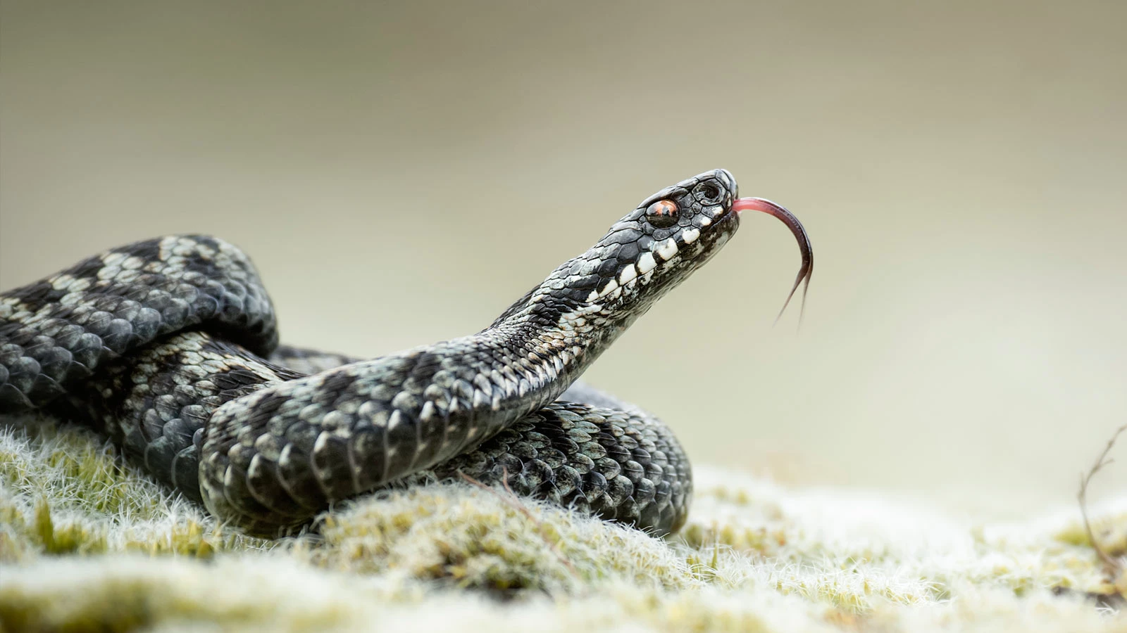 Что строго запрещено делать, если вас укусила змея? Инструкция для волгоградцев
