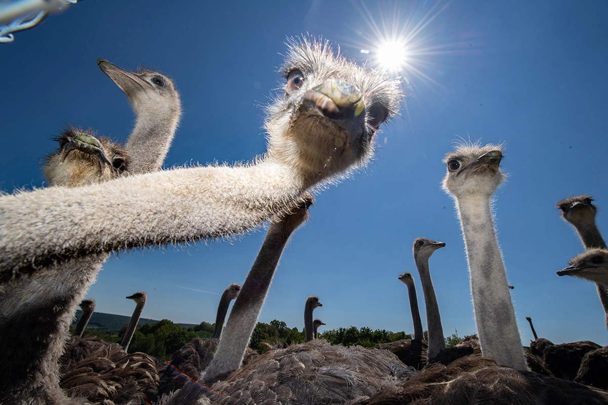Для защиты страус использует и когтистые лапы: удар ноги способен отбить даже хищника