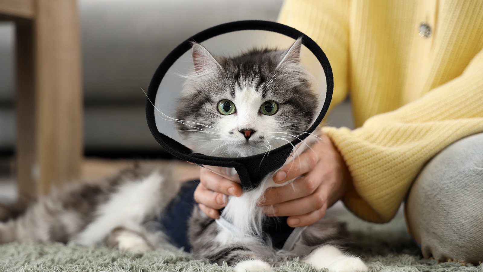 Врачи запрещают размещать питомца на диванах и других возвышенностях, чтобы предотвратить падения и травмоопасные прыжки