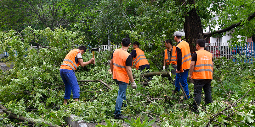 Из-за реновации в ряде районов Москвы срубят каждое четвертое дерево