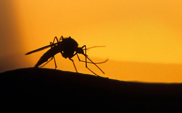 Gerhard Zwerger-Schoner / imagebroker.com / Global Look Press