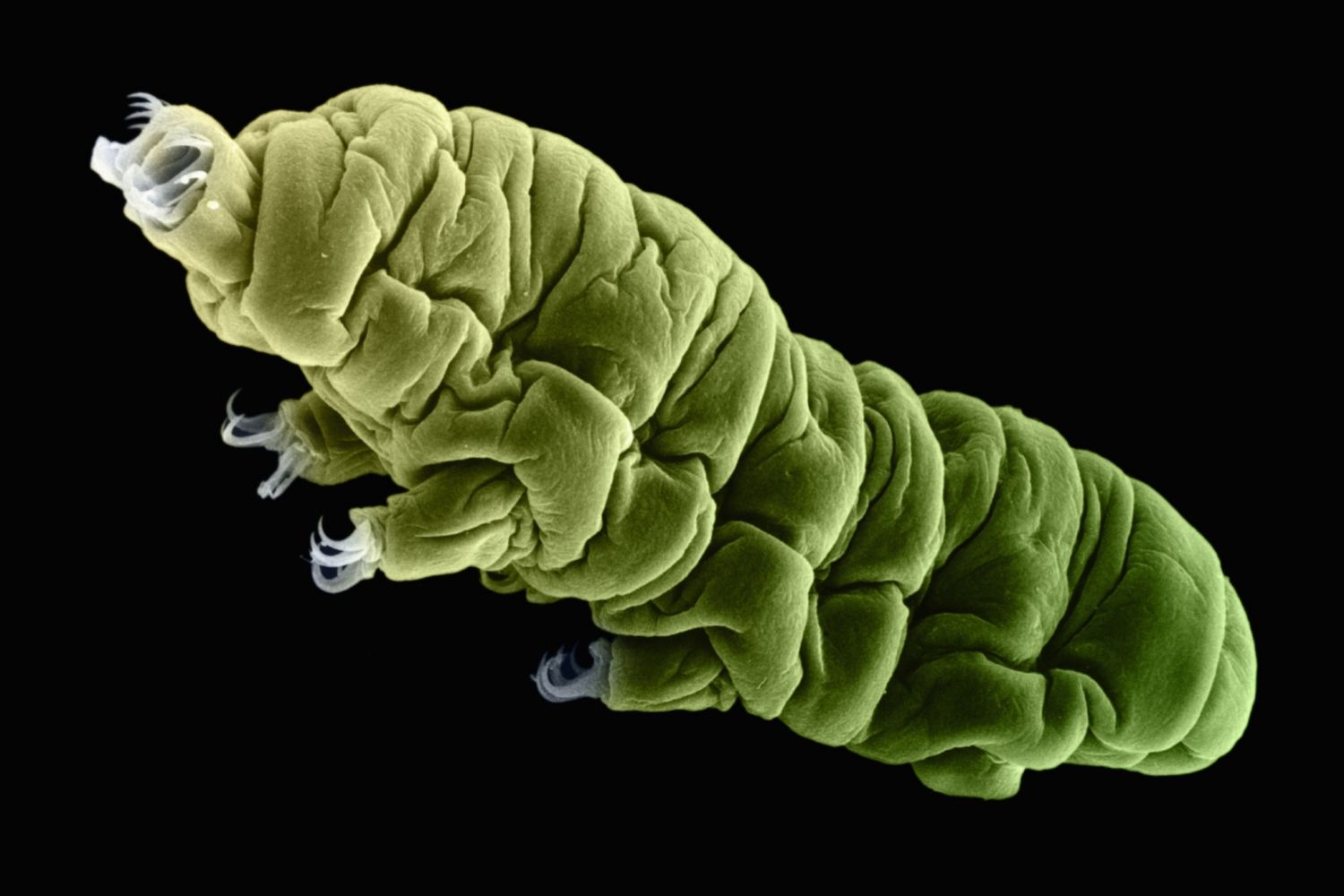 Экстремофилы