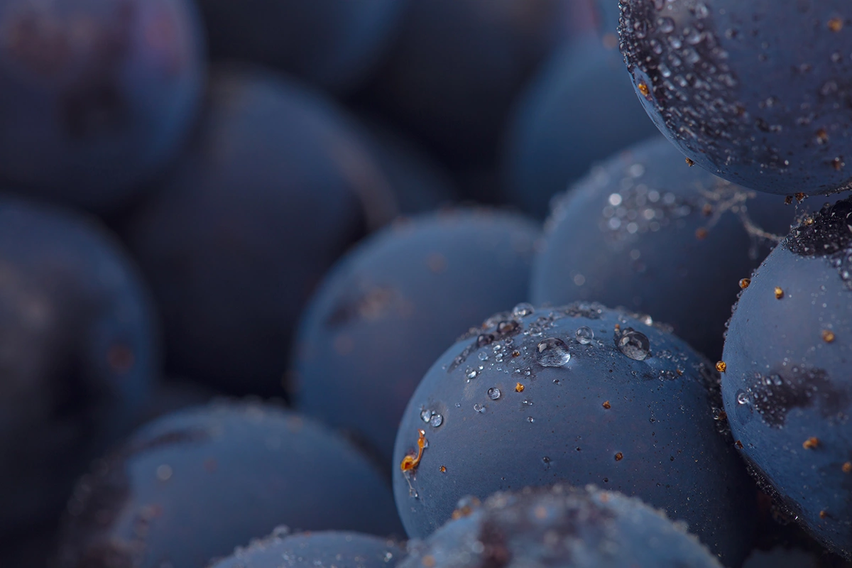 Почти 26 тыс. га виноградников в России, по версии Роскачества, приходится на посадки классических европейских сортов «каберне совиньон», «мерло», «шардоне», «рислинг», «пино нуар» и «сира»