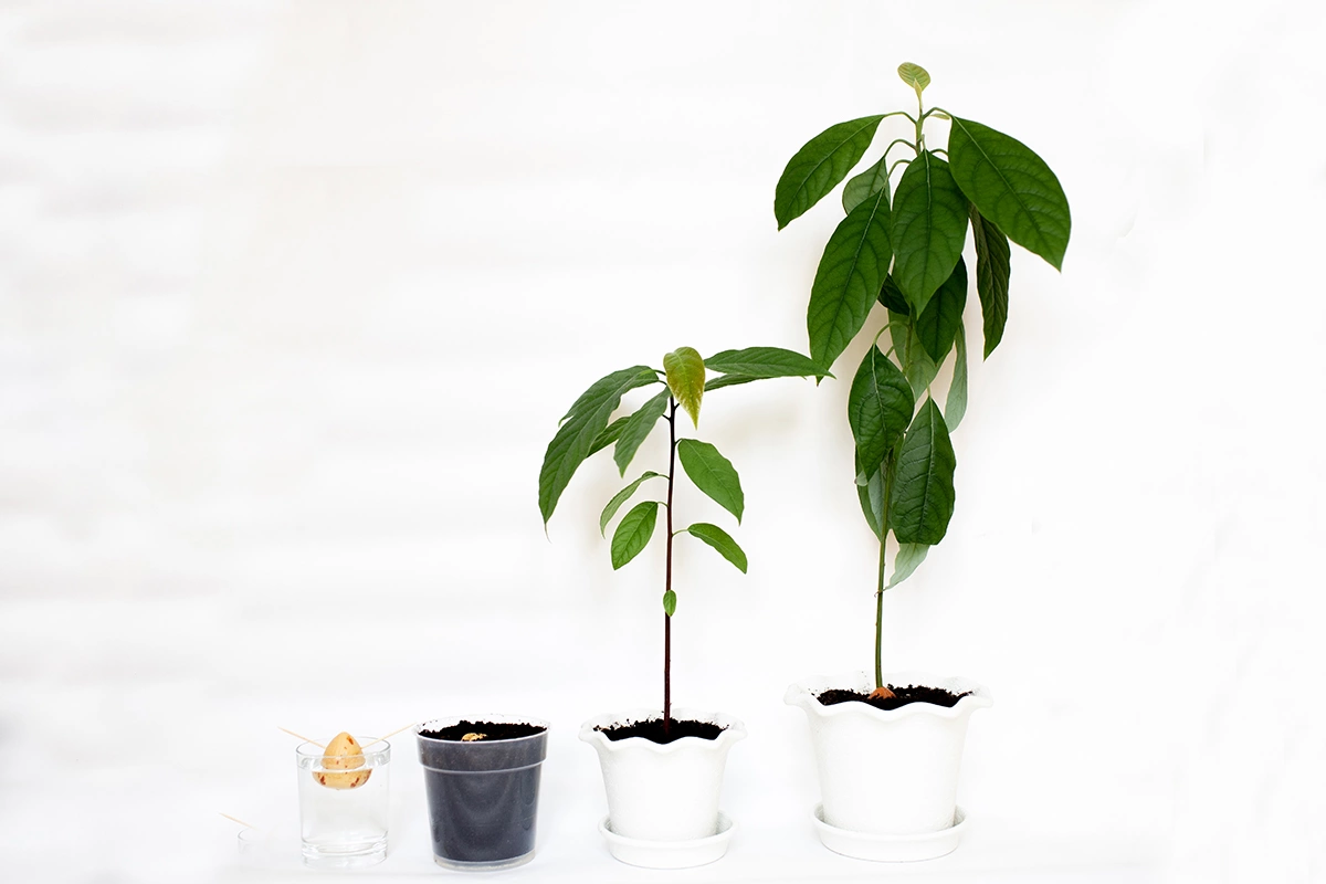 С помощью зубочисток в воде проращивают и другие растения: например, авокадо