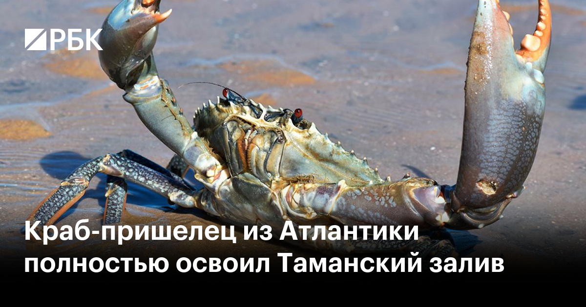 Краб-пришелец из Атлантики полностью освоил Таманский залив