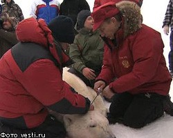 В.Путин надел спутниковый ошейник на пойманного белого медведя
