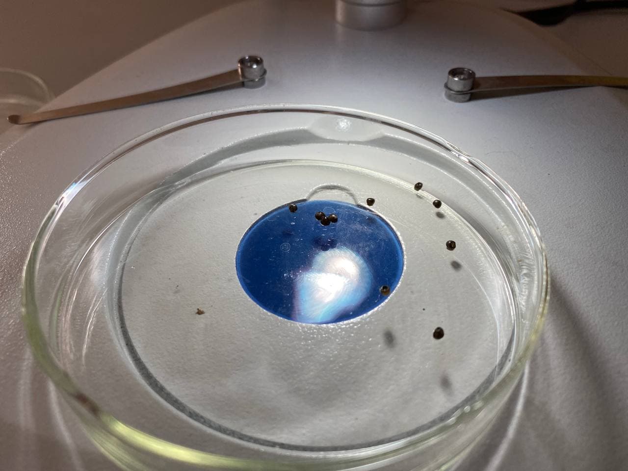 Икринки сибирского осетра рассматривают в чашке Петри в рамках контроля за их развитием