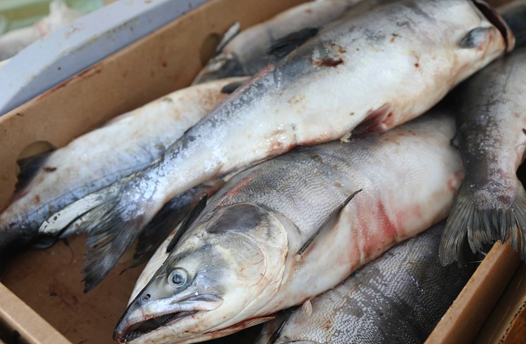 Правительство Приморского края