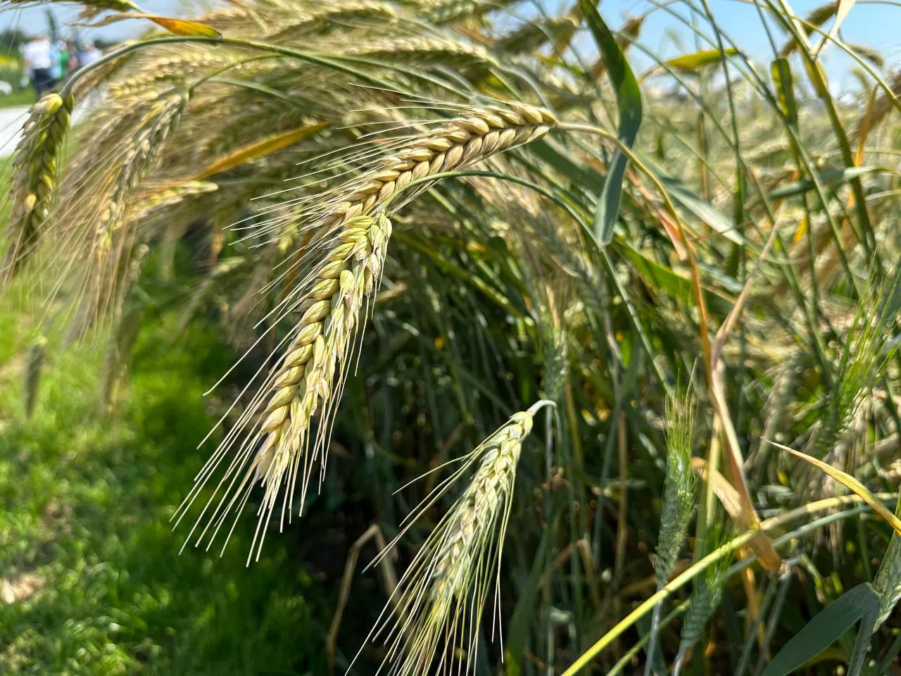 РБК Татарстан