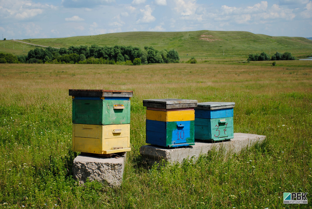Спасение пчел: владельцев пасек РТ предупредят об обработке полей