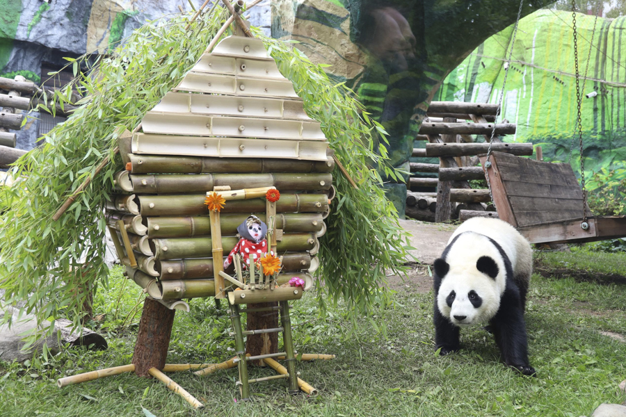 Панда Катюша. На фото ей 2 года