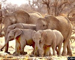 Индийские слоны стали лесниками