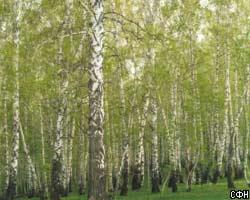Благодаря Лесному кодексу Россия лишится 96% всех лесов