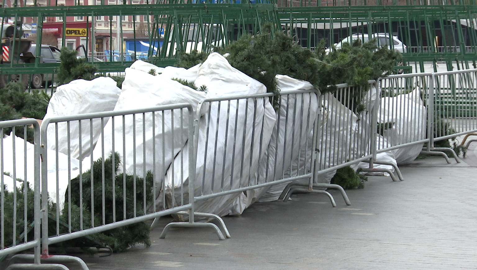 Первые фото: в Перми приступили к установке новогодней елки