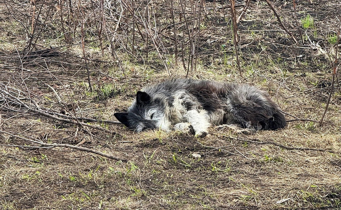 МЧС России по Республике Башкортостан