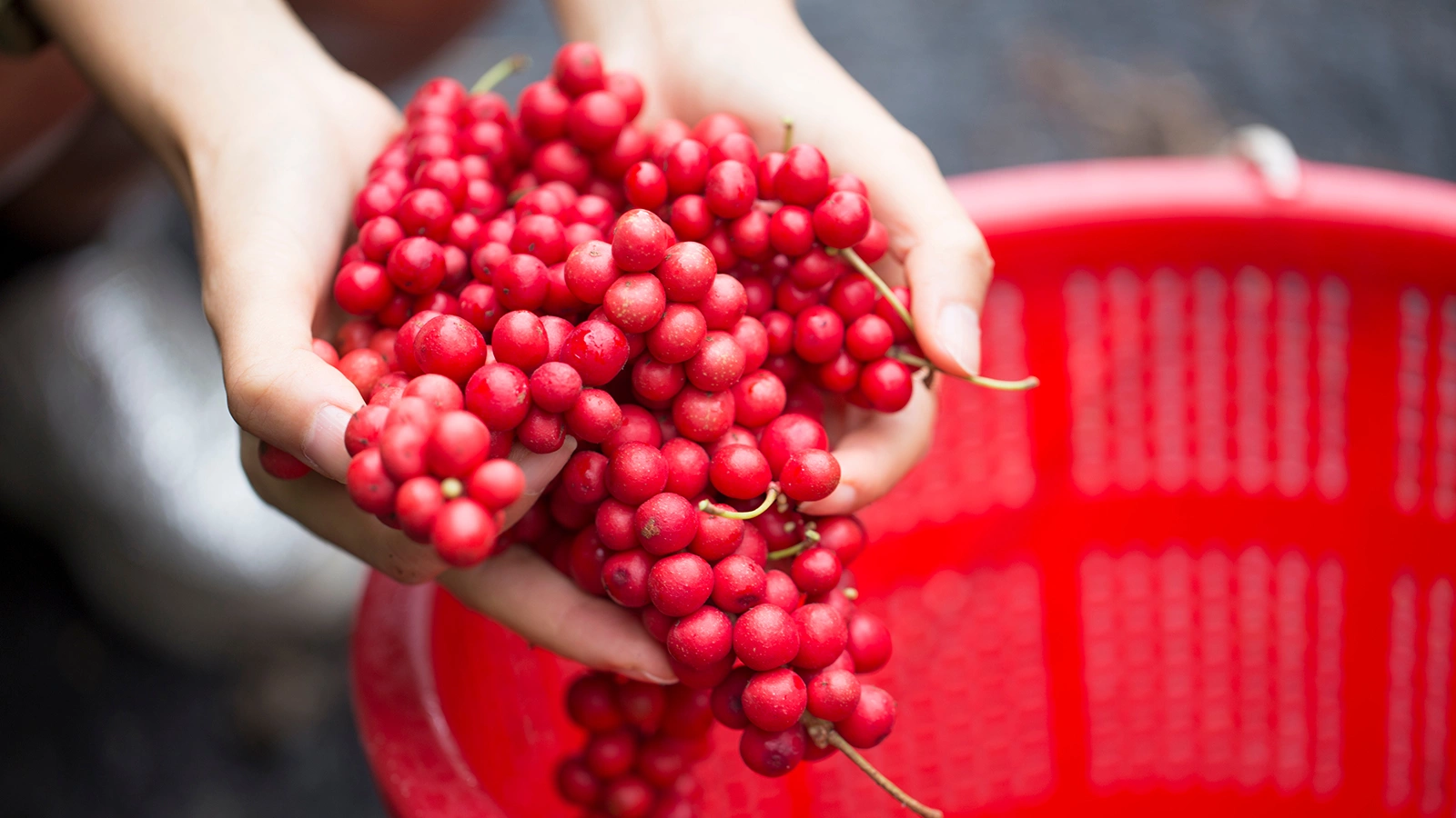 Плоды лимонника китайского (Schisandra chinensis)