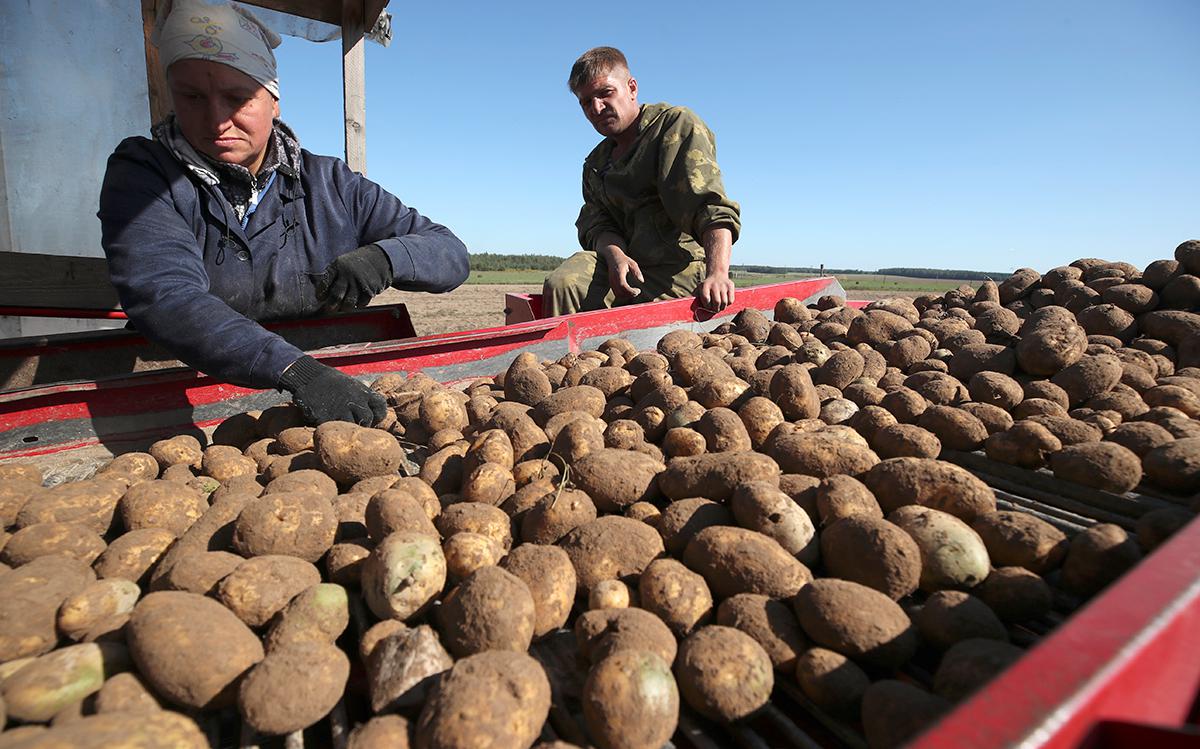 Лукашенко потребовал «мобилизовать всех» на уборку картошки и свеклы