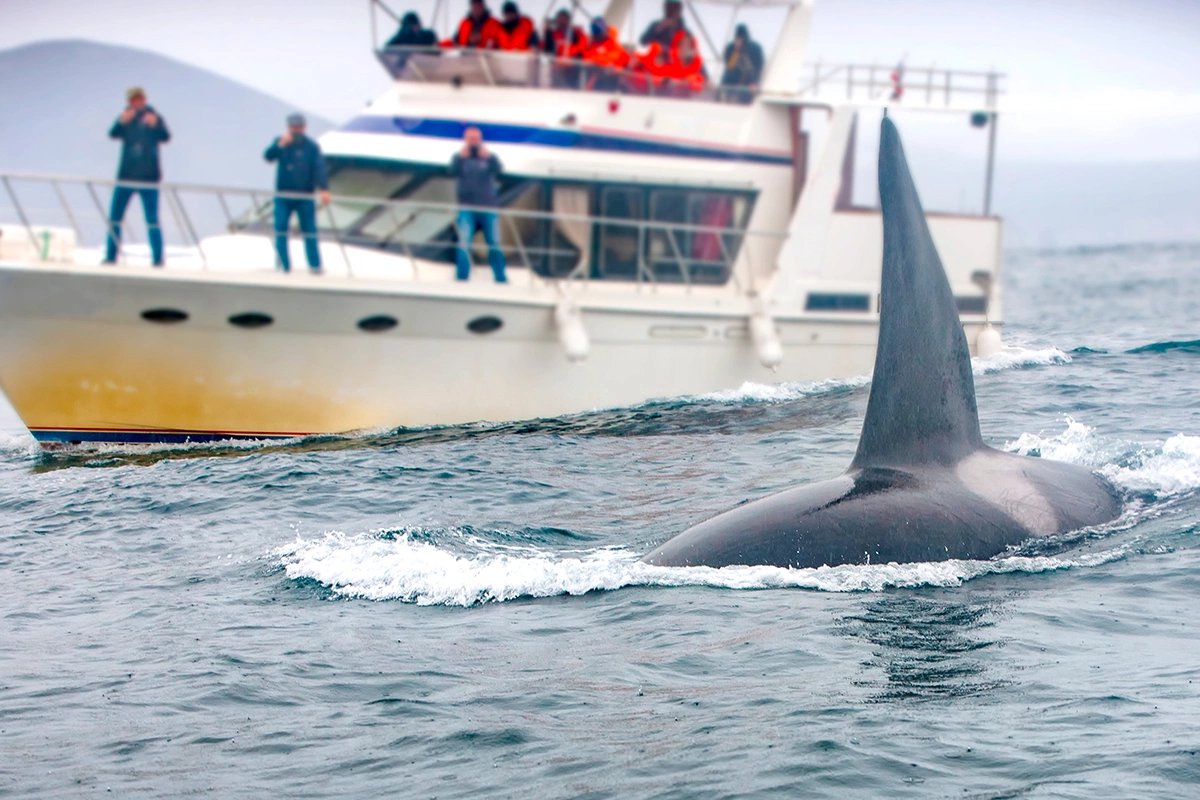 Косатки начали нападать на суда у берегов Пиренейского полуострова