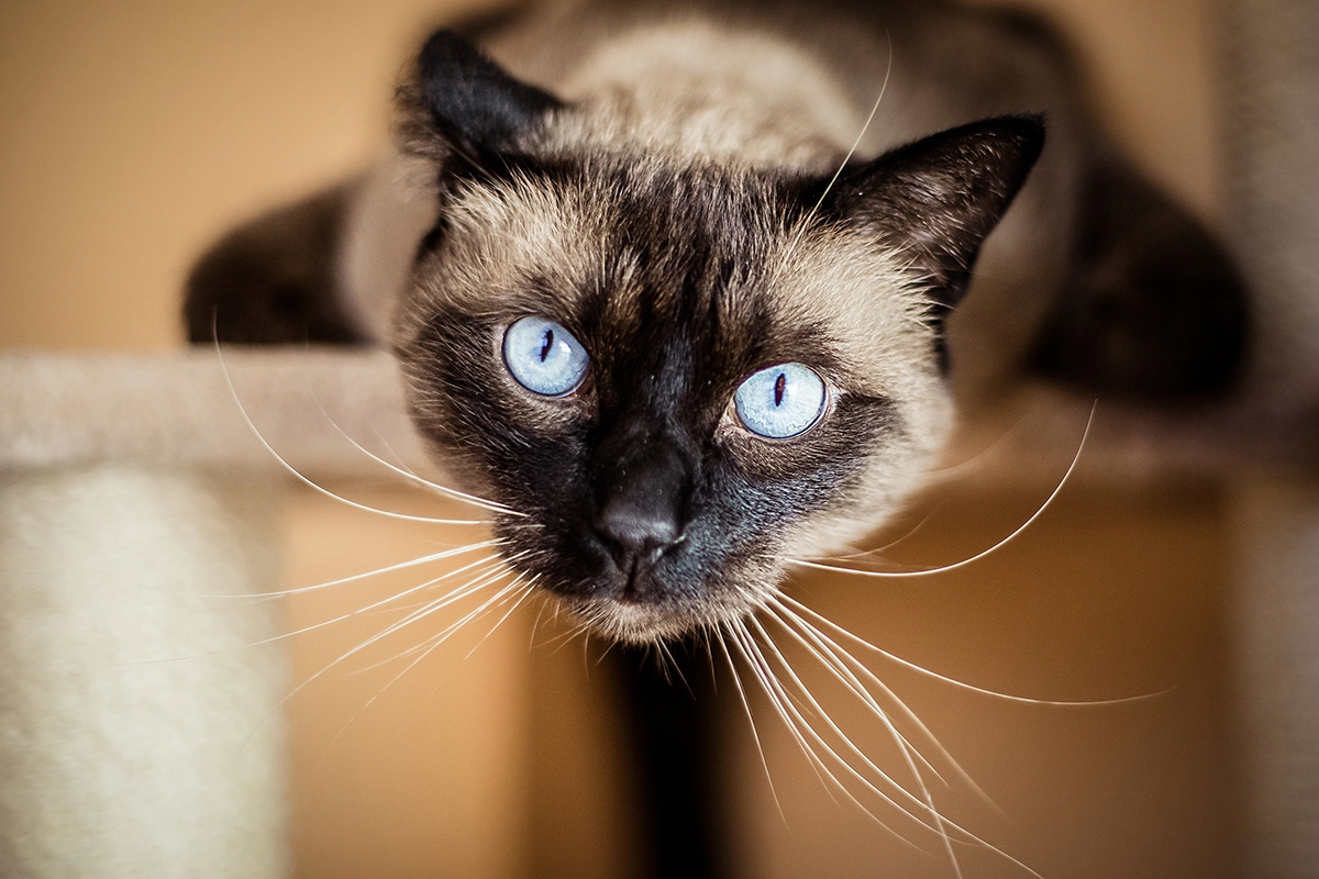 Тайская кошка