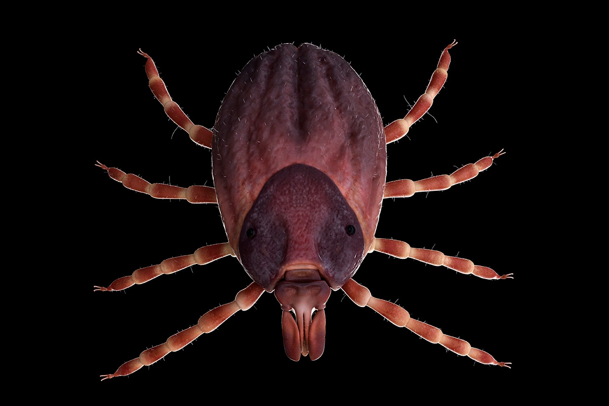 Клещ рода Хиаломма (Hyalomma)