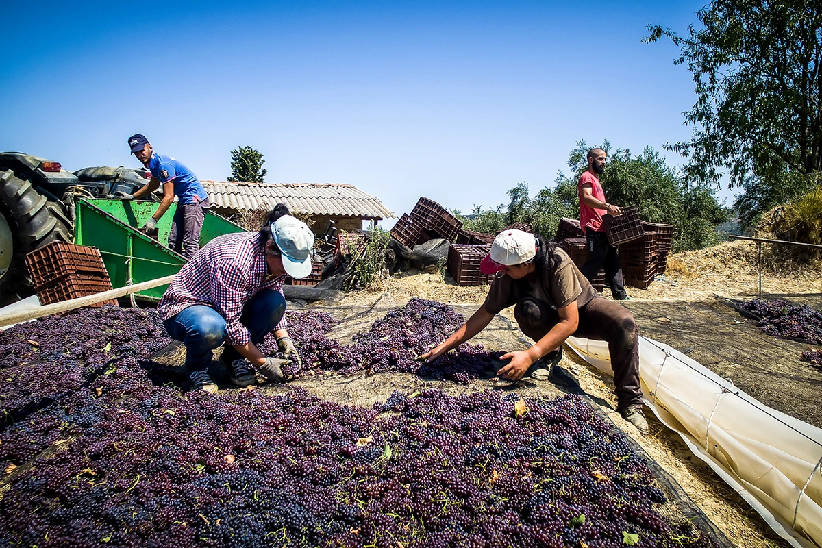 Если вино делают механизированным способом, то это должно быть указано на этикетке и вина должны быть дешевле