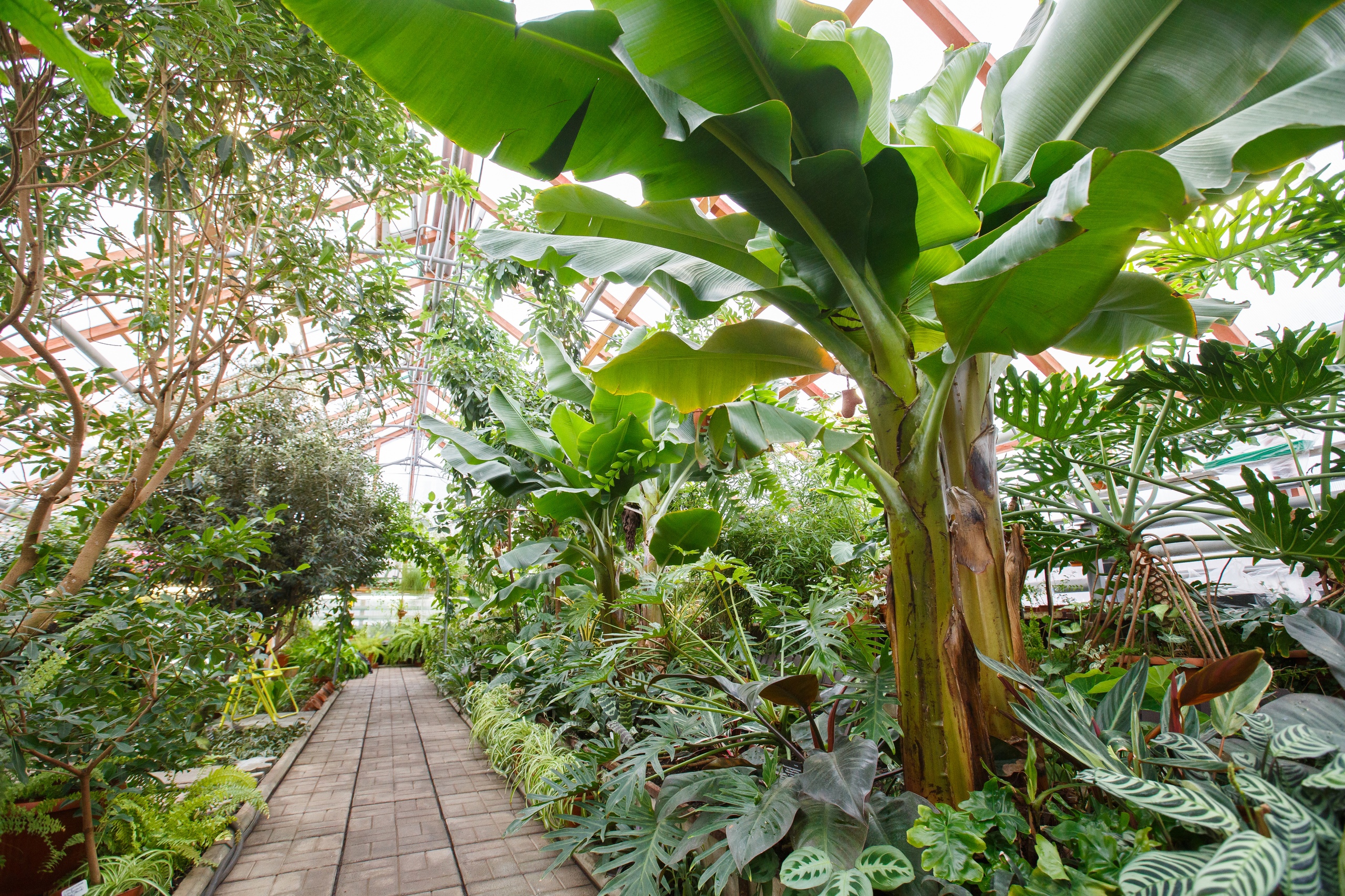 В помещении рынка будут выращивать тропические растения