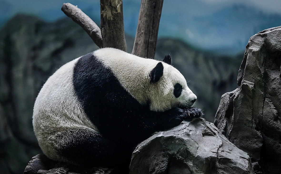 Wang He / Getty Images