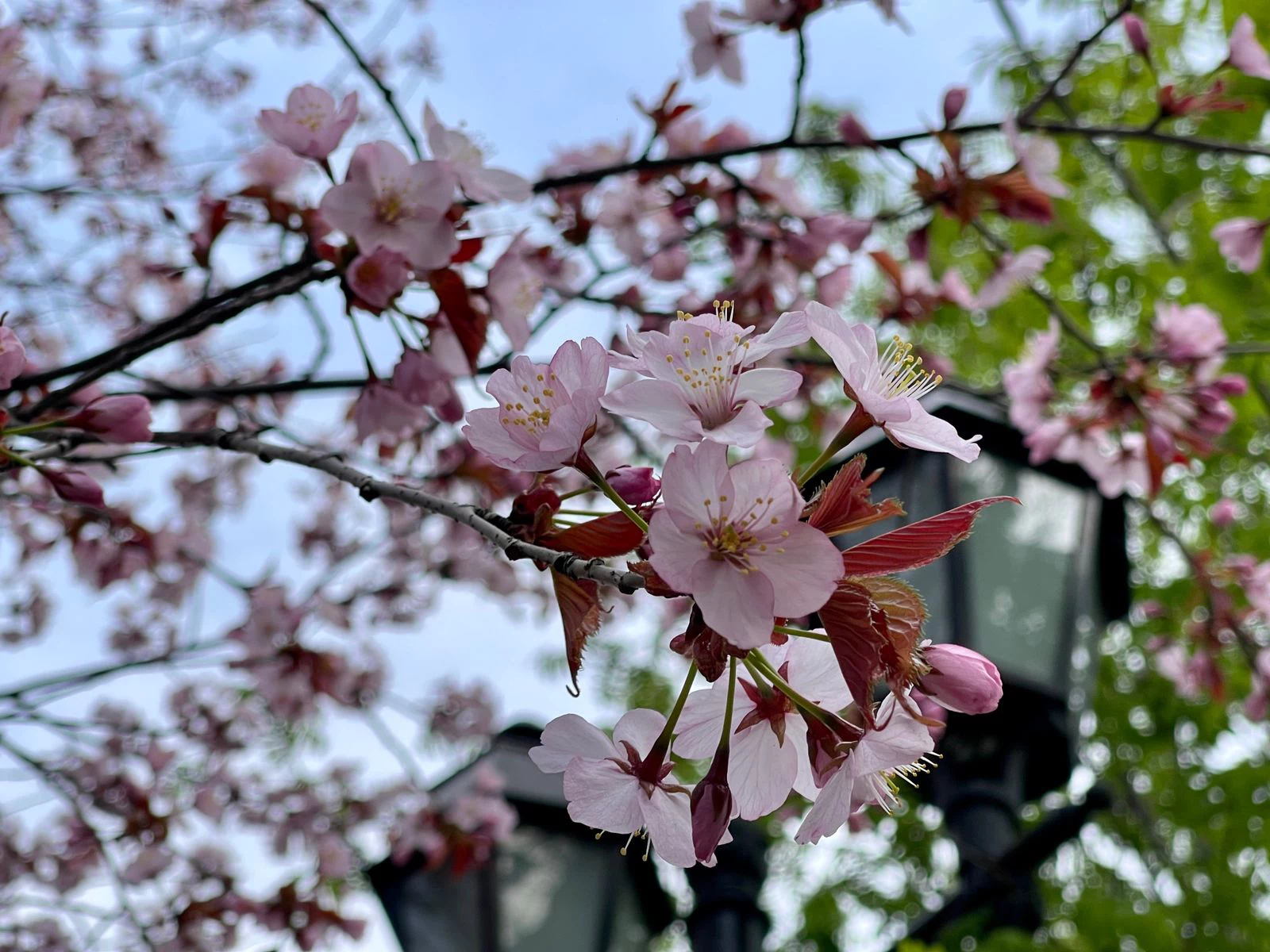 РБК Приморье