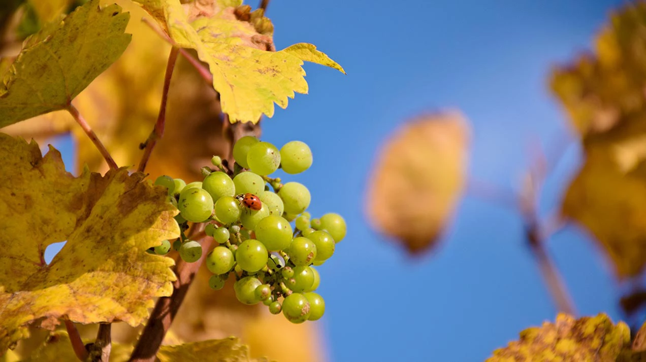 Самое интересное из телеграм-канала «РБК Вино» за неделю