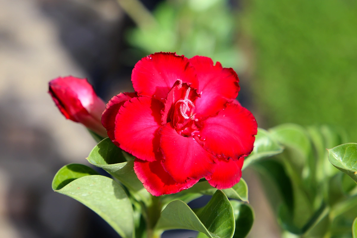 Адениум махровый