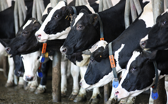 Коровы на молочно-товарной ферме


