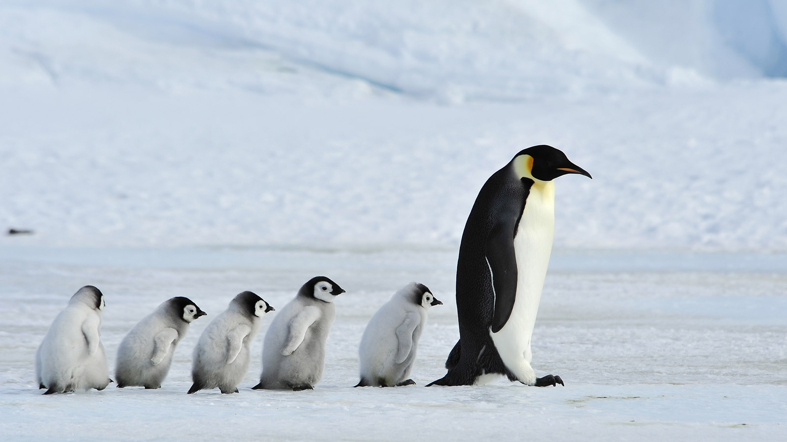 <p>Пингвины</p>
