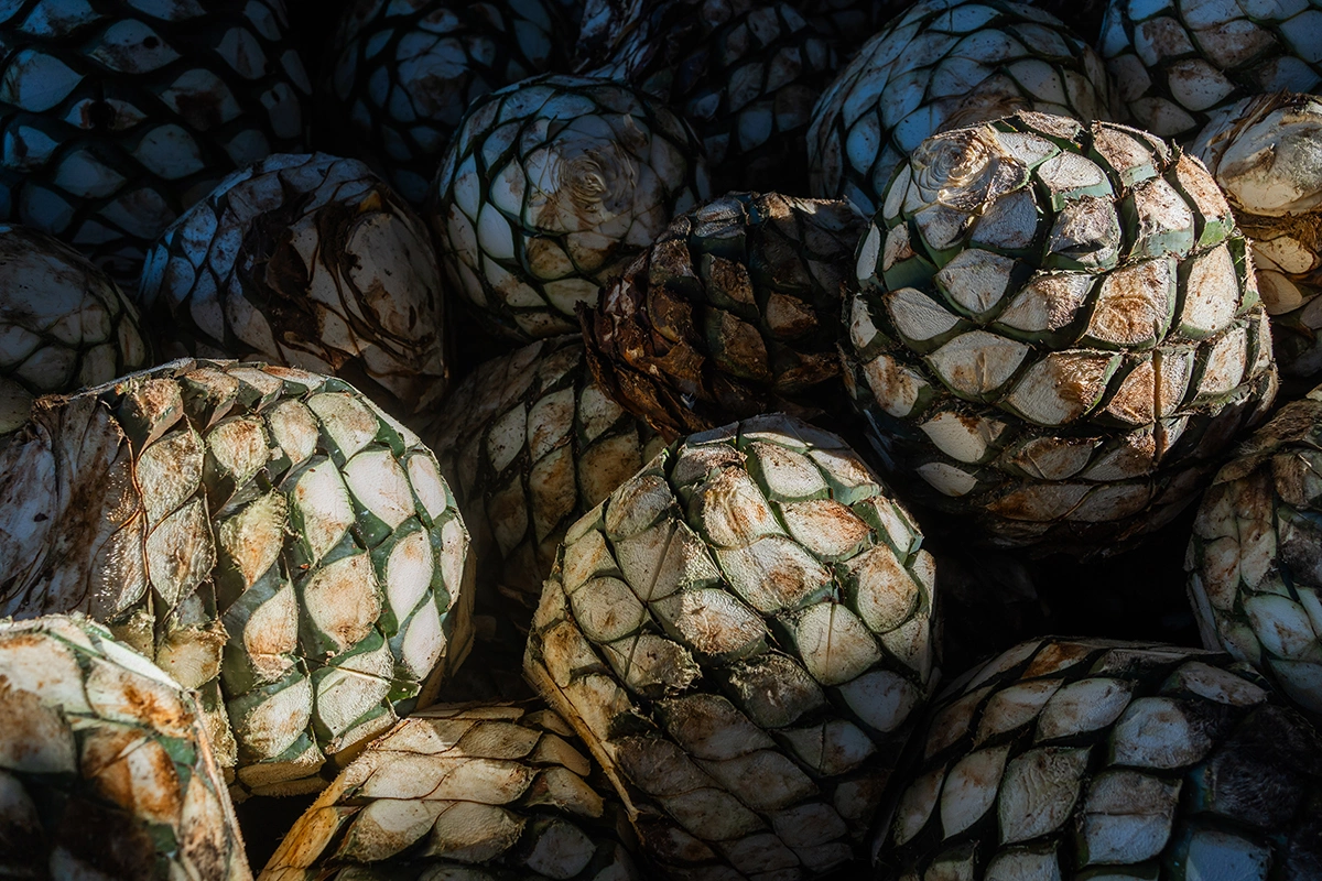 Текилу производят в мексиканском штате Халиско