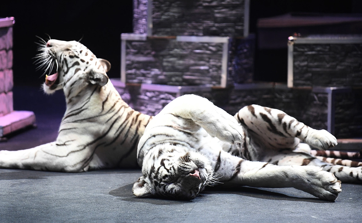 Екатерина Чеснокова / РИА Новости