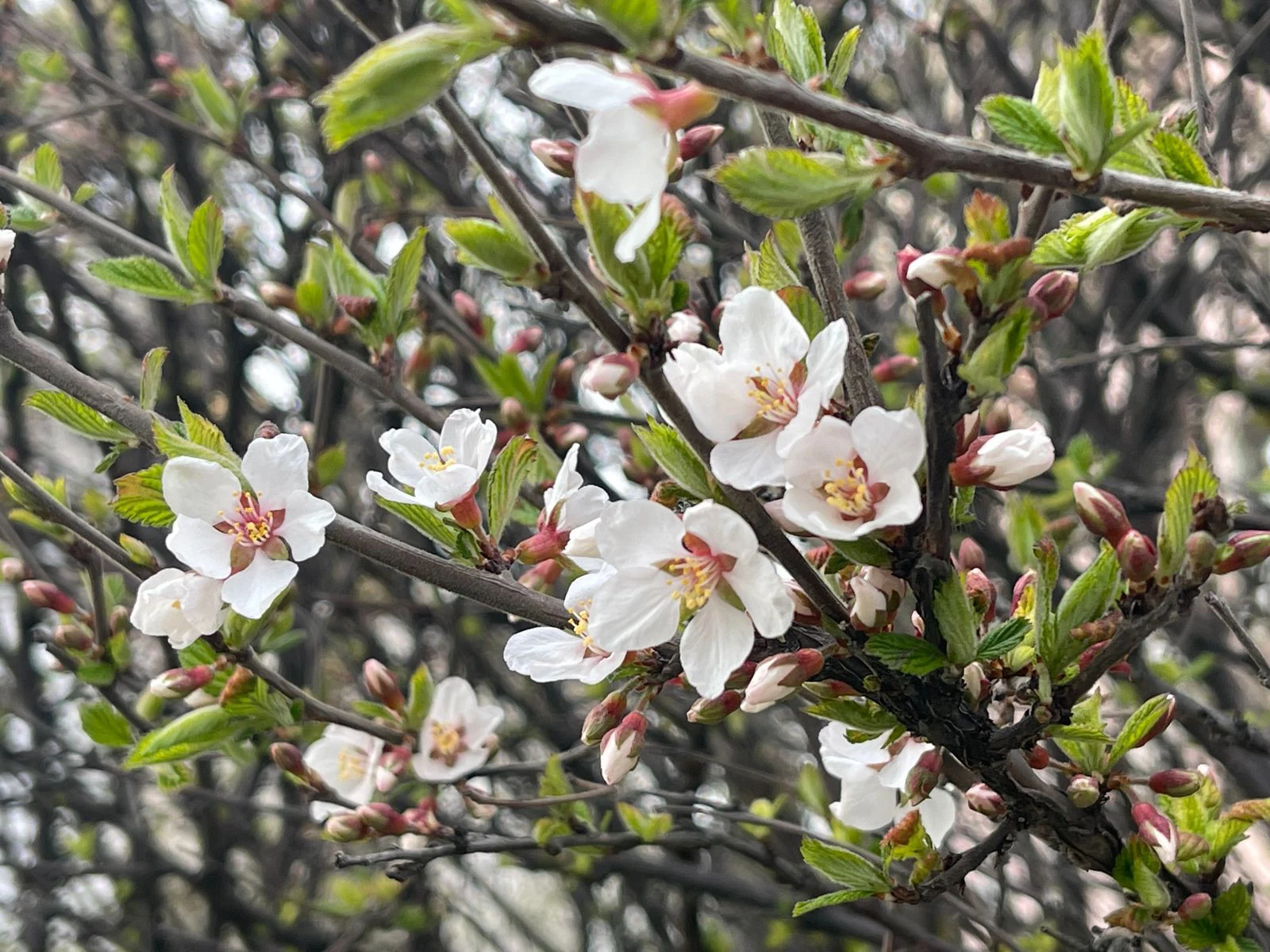 РБК Приморье