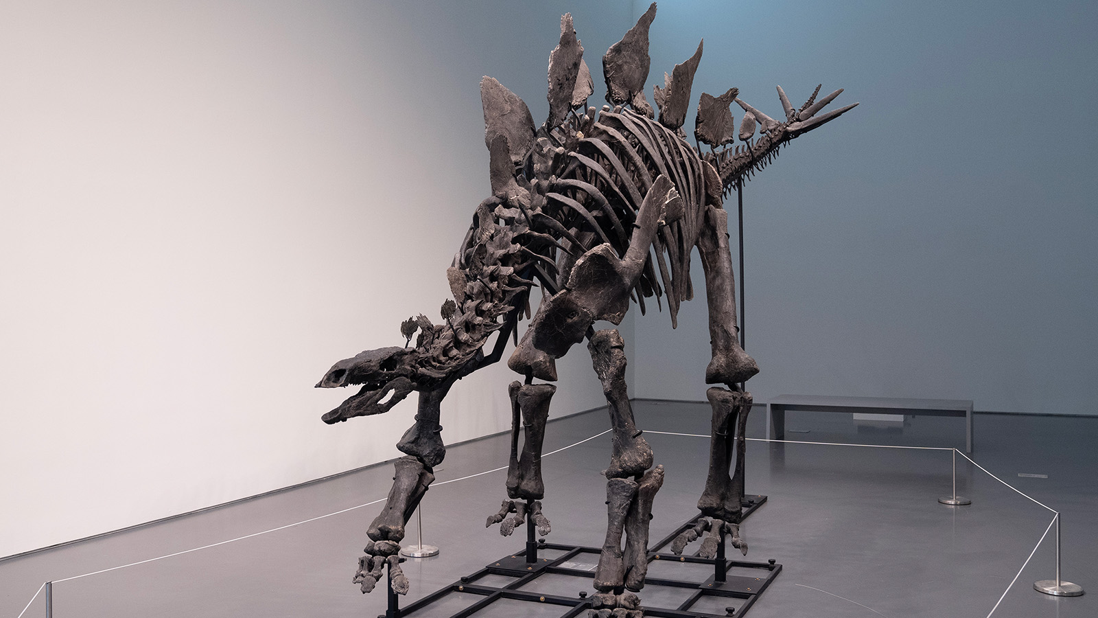 <p>Стегозавр по имени Апекс на аукционе в доме Sotheby&#39;s в Нью-Йорке</p>