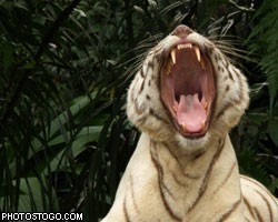 Тигрица открыла дверь и сбежала из зоологического центра