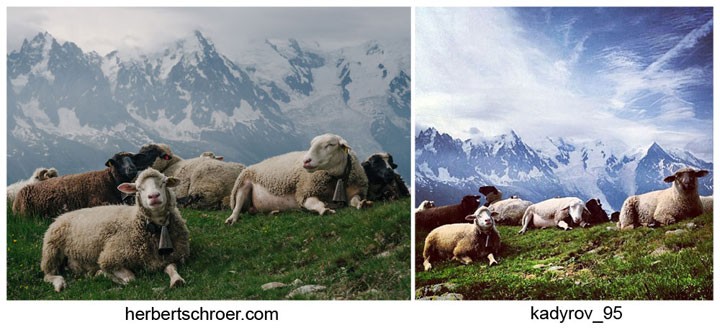 Голландский фотограф обвинил Р.Кадырова в краже снимка с овцами