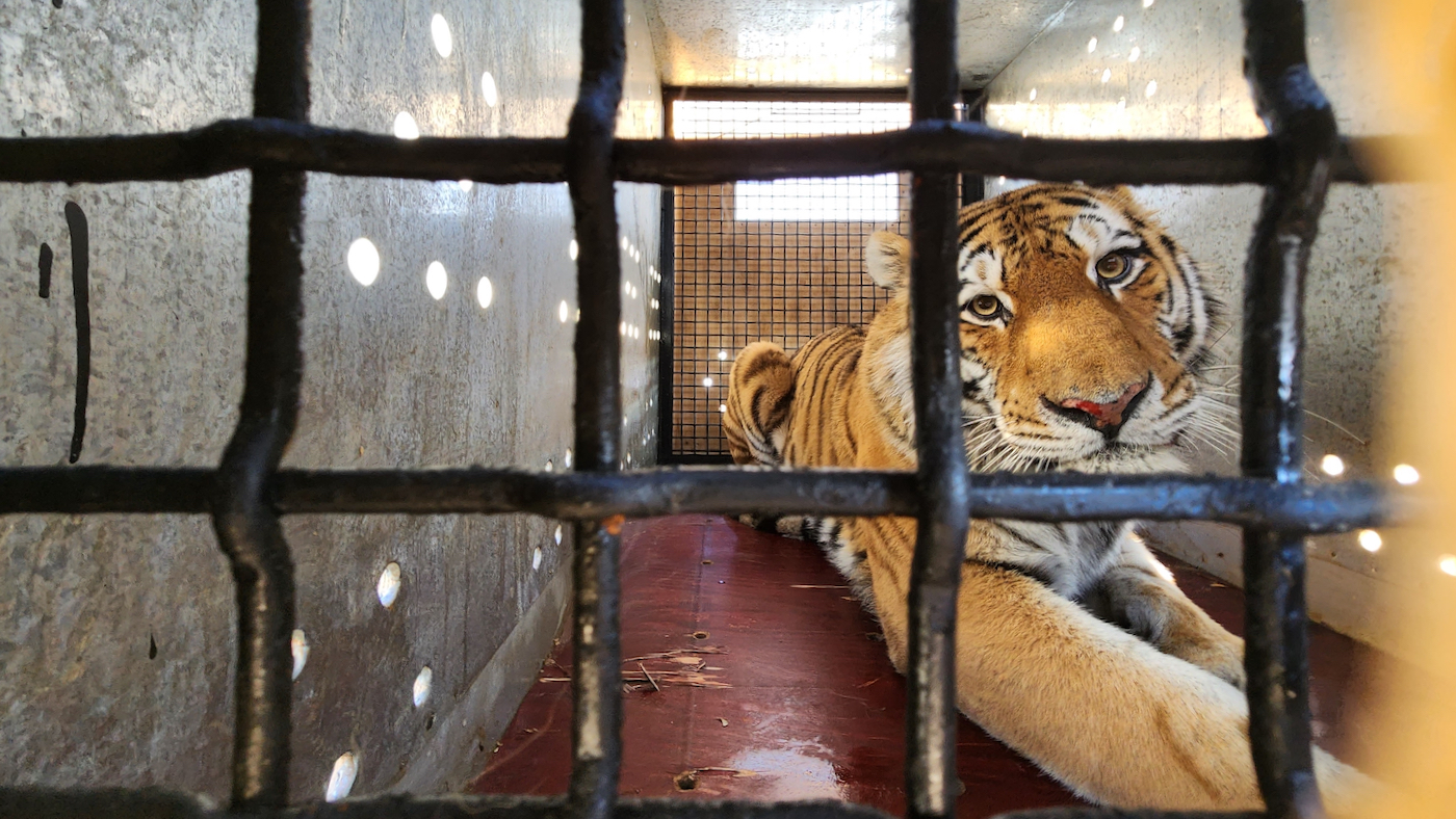 Фото: центр «Амурский тигр»