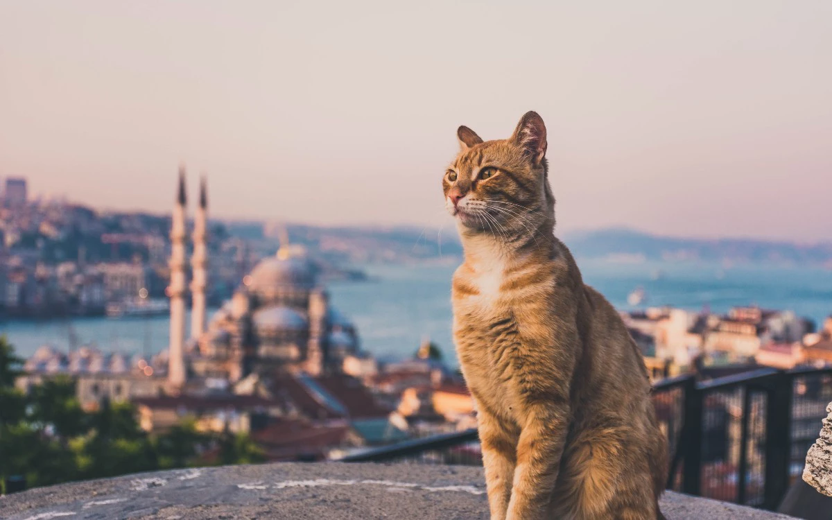 <p>В Стамбуле насчитывается от 100 тыс. до 1 млн бездомных кошек</p>
