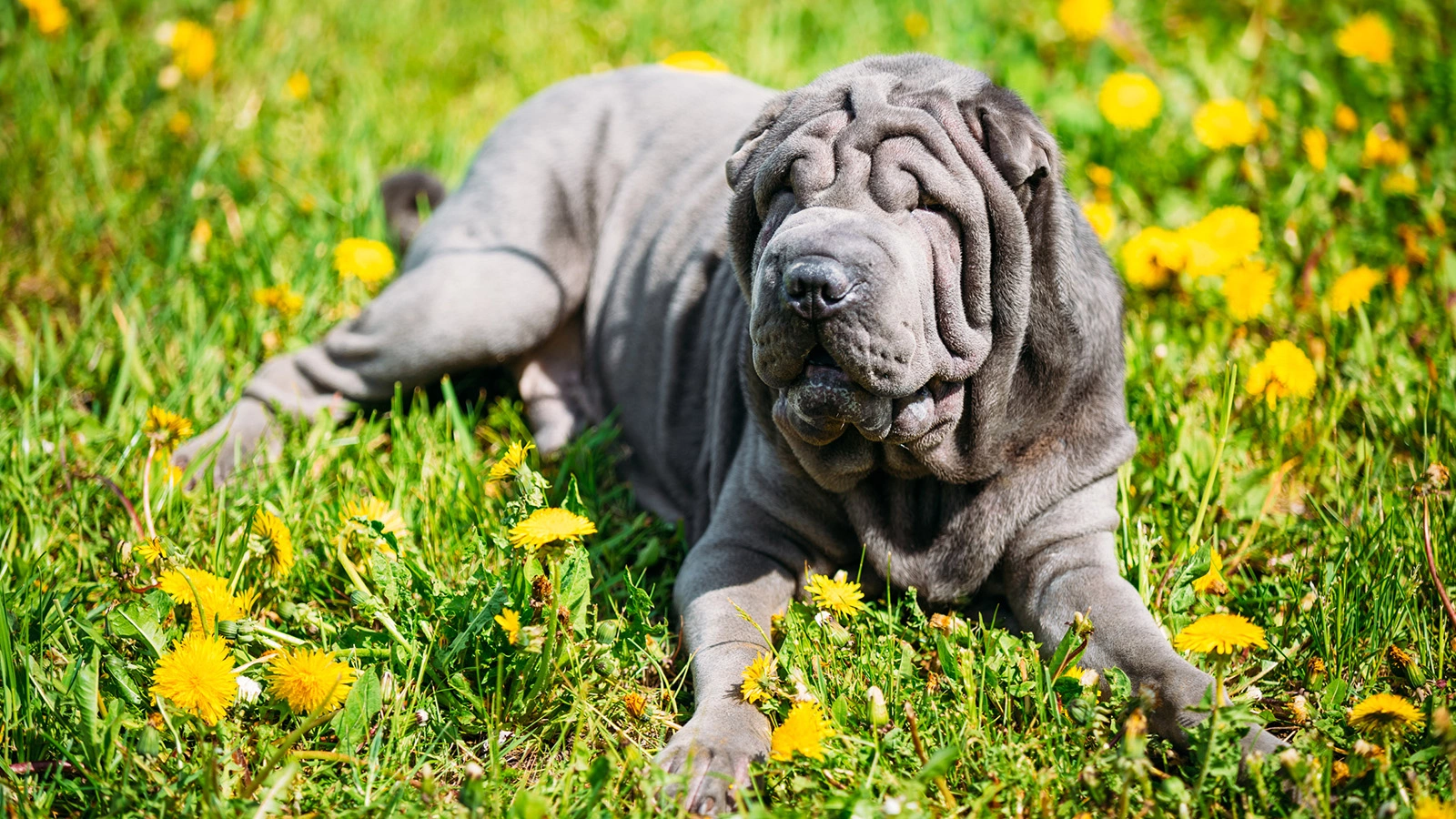 George Trumpeter / Shutterstock / FOTODOM