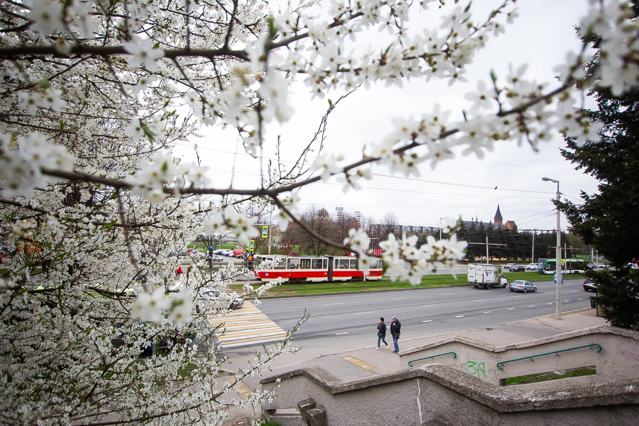 Александр Подгорчук