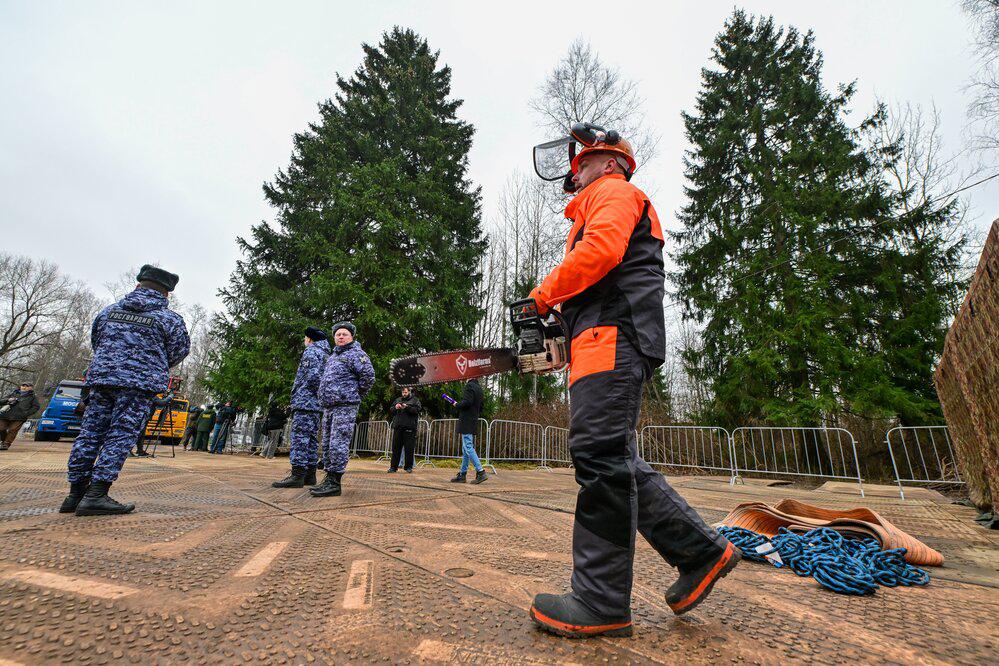 Церемония спиливания главной новогодней елки России в Рузском муниципальном округе, 8 декабря 2025 года