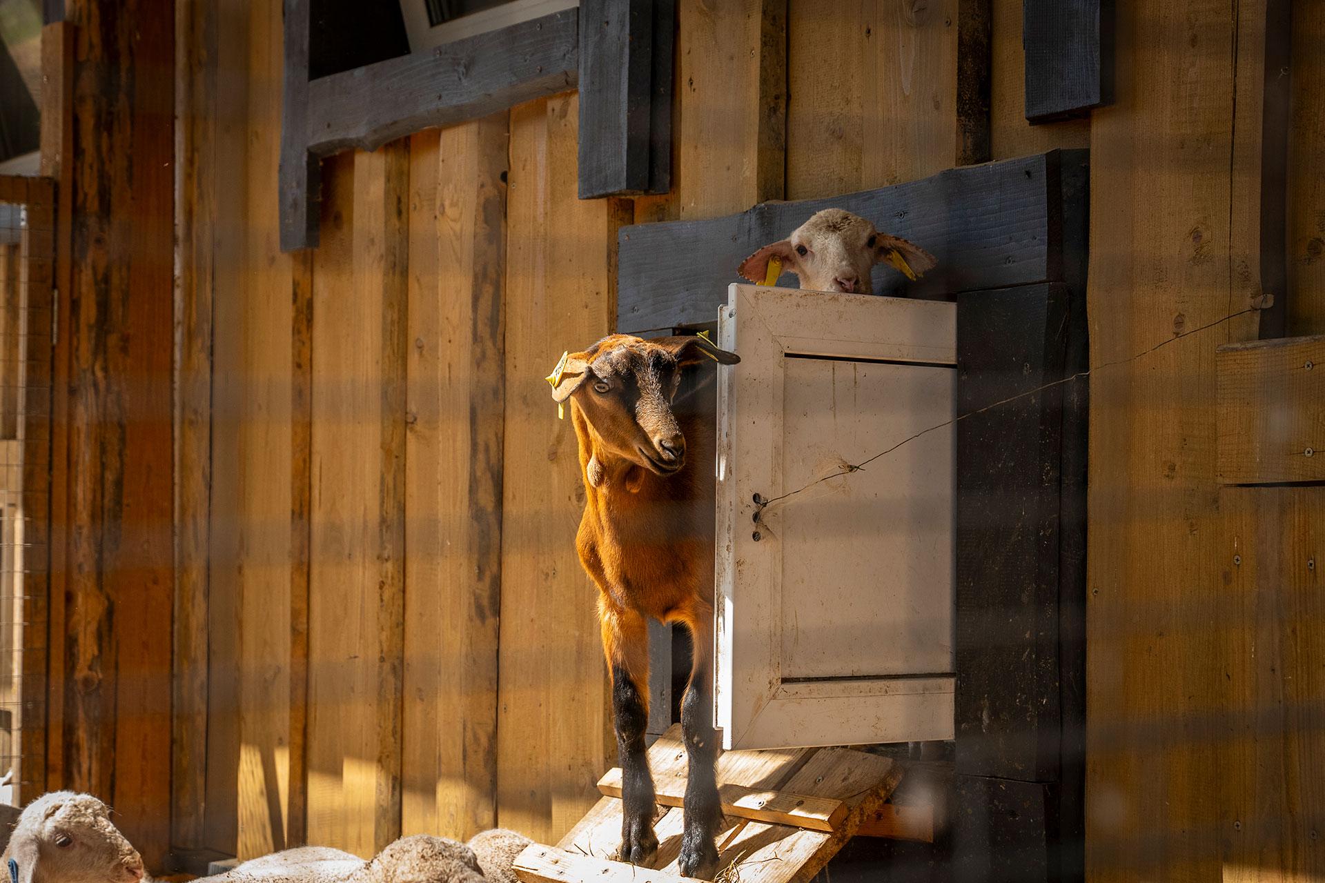 Ферма &laquo;Гастродача Вселуг&raquo;