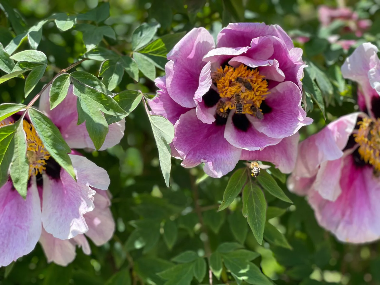 РБК Приморье