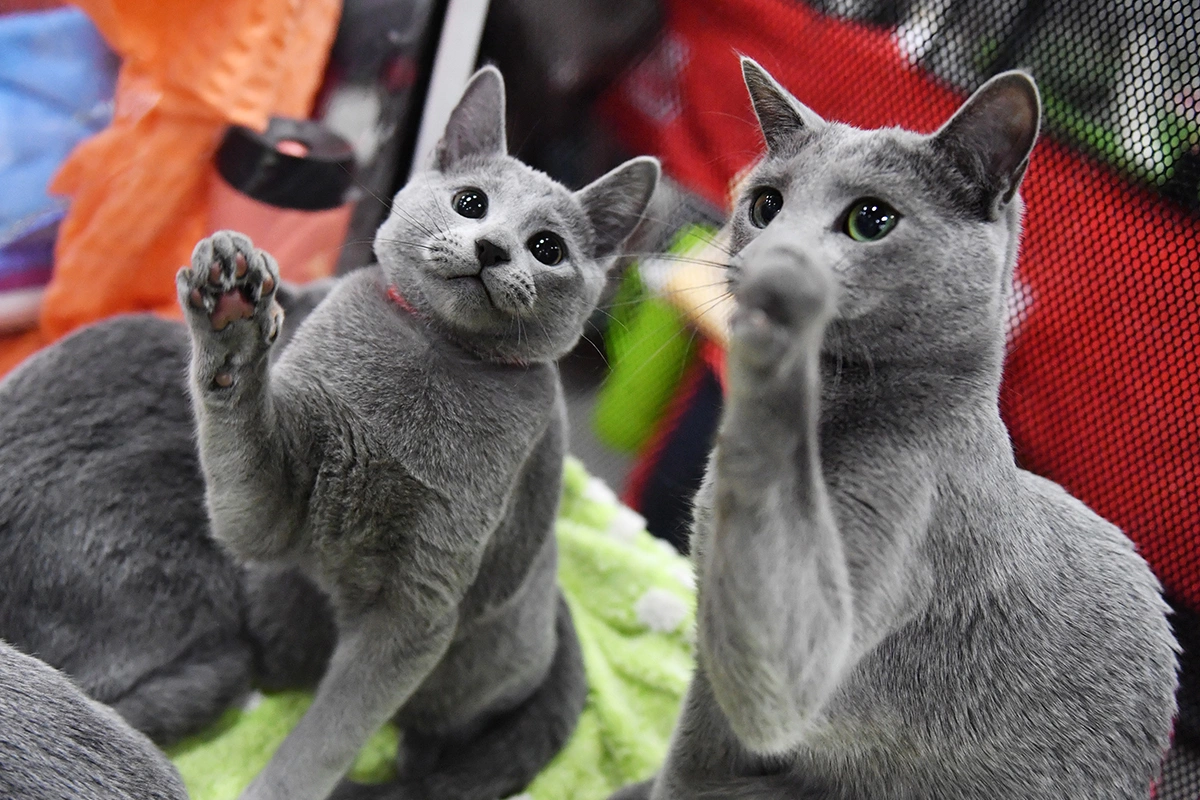 Русская голубая кошка